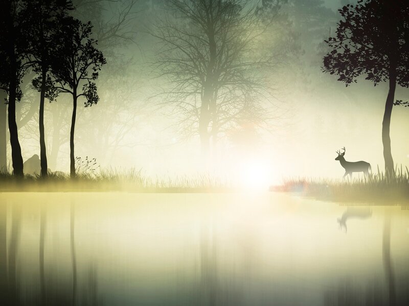 Deer in misty forest