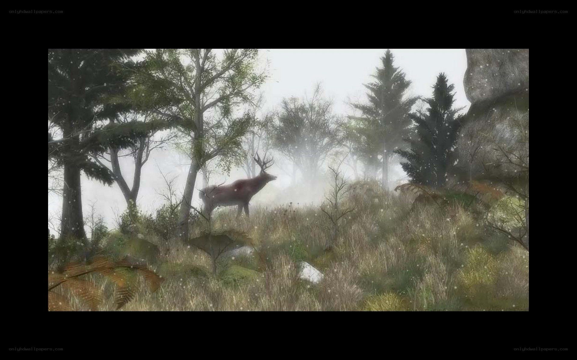 Deer in misty forest