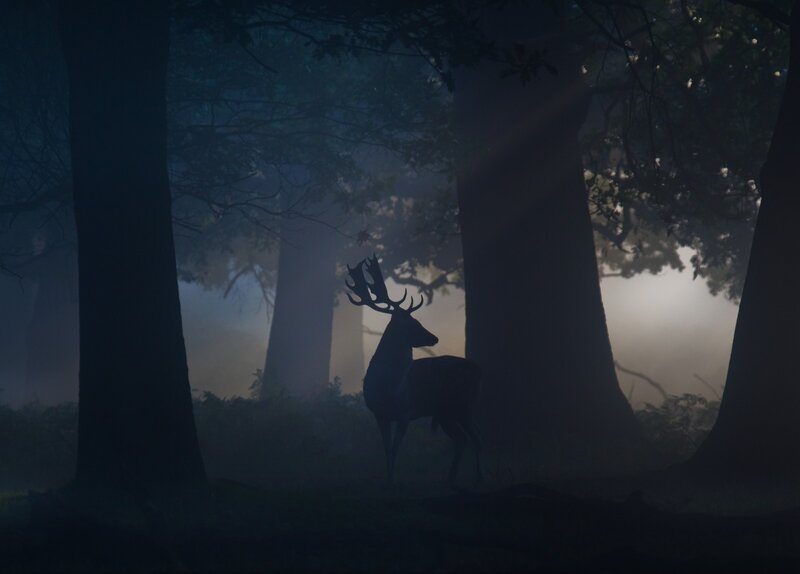 Deer in Misty Forest — Dark Blue