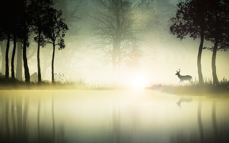 Deer in Misty Forest — Green, Serene
