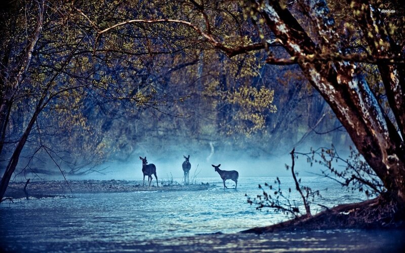 Deer in misty forest river