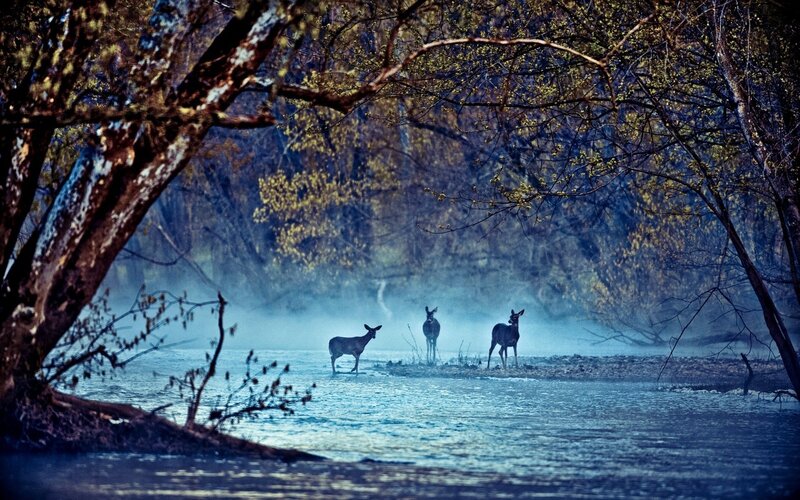 Deer in misty river