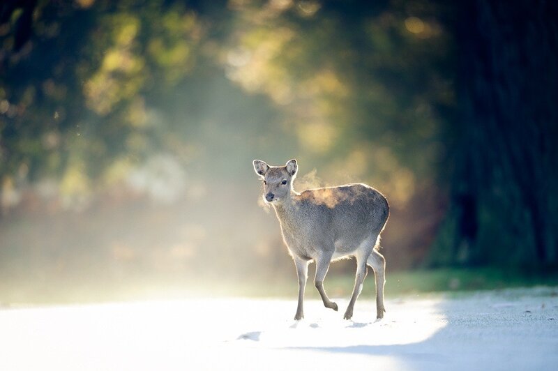 Deer in morning light