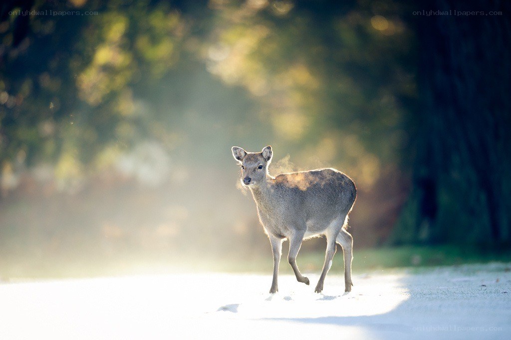 Deer in morning light