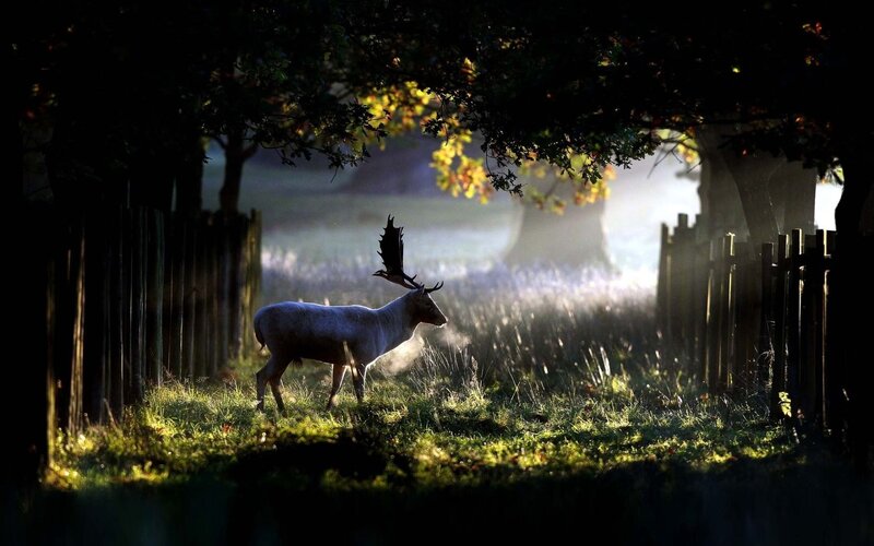 Deer in morning light