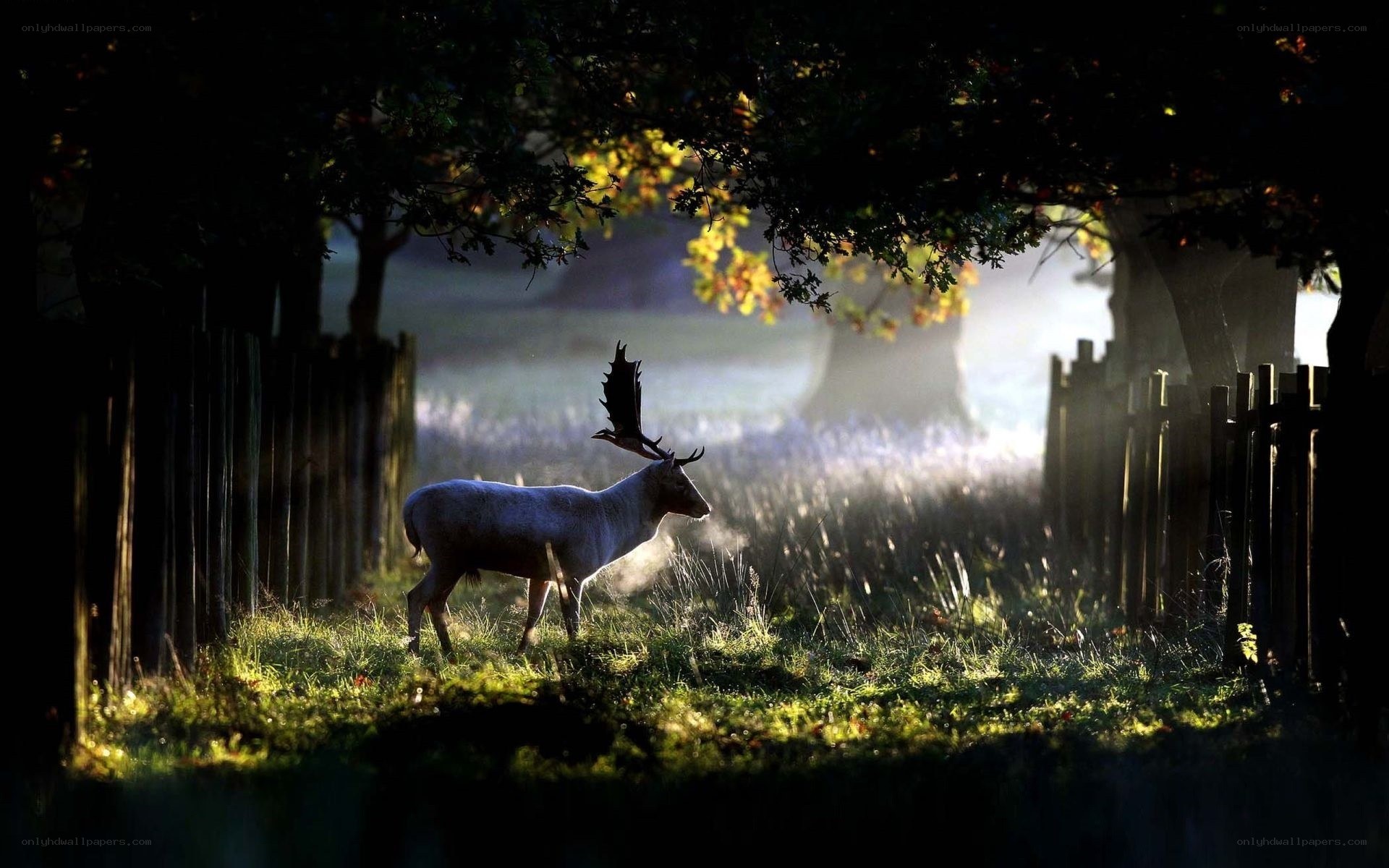 Deer in morning light