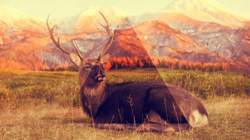 Deer in mountain field