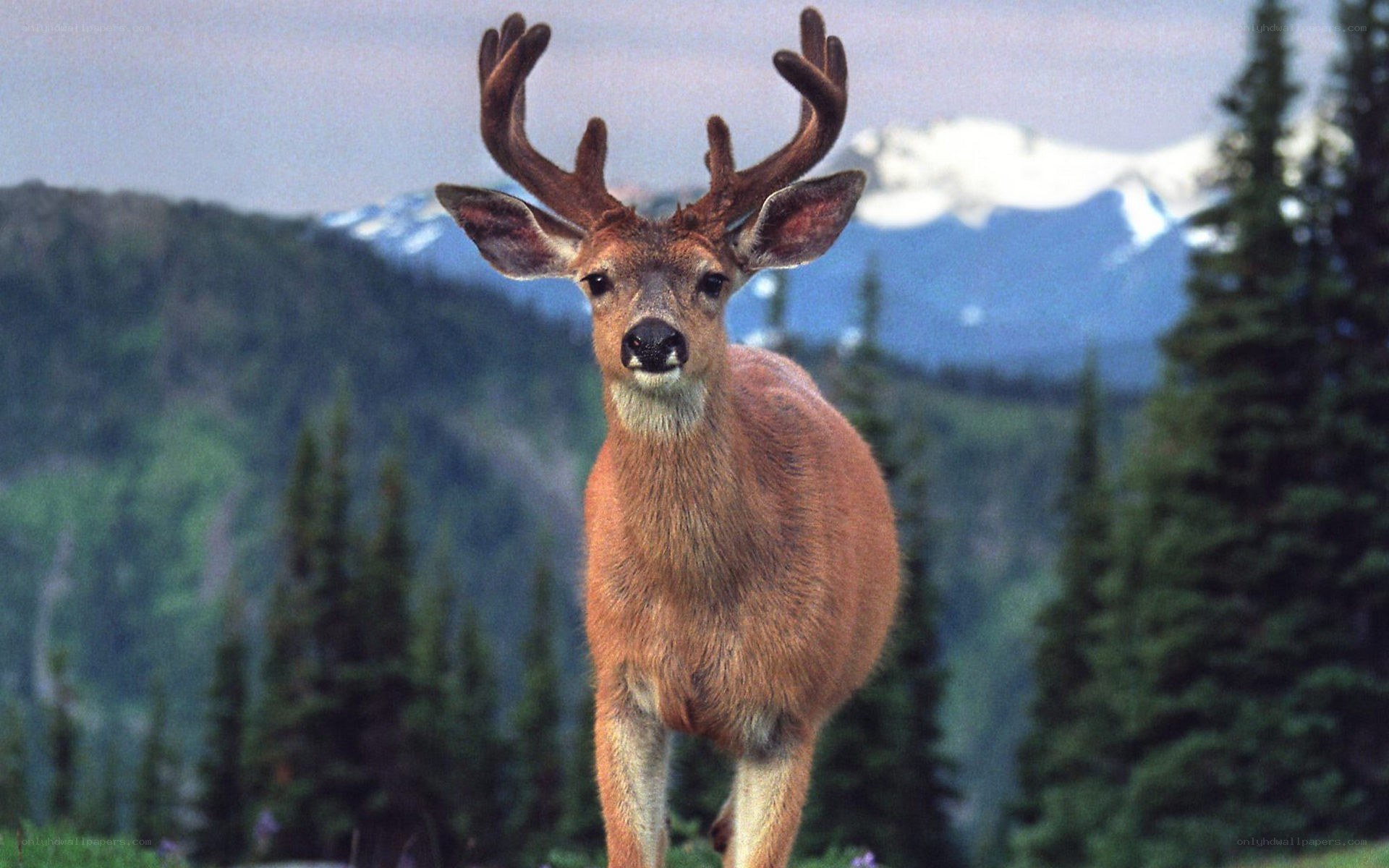 deer in mountain landscape