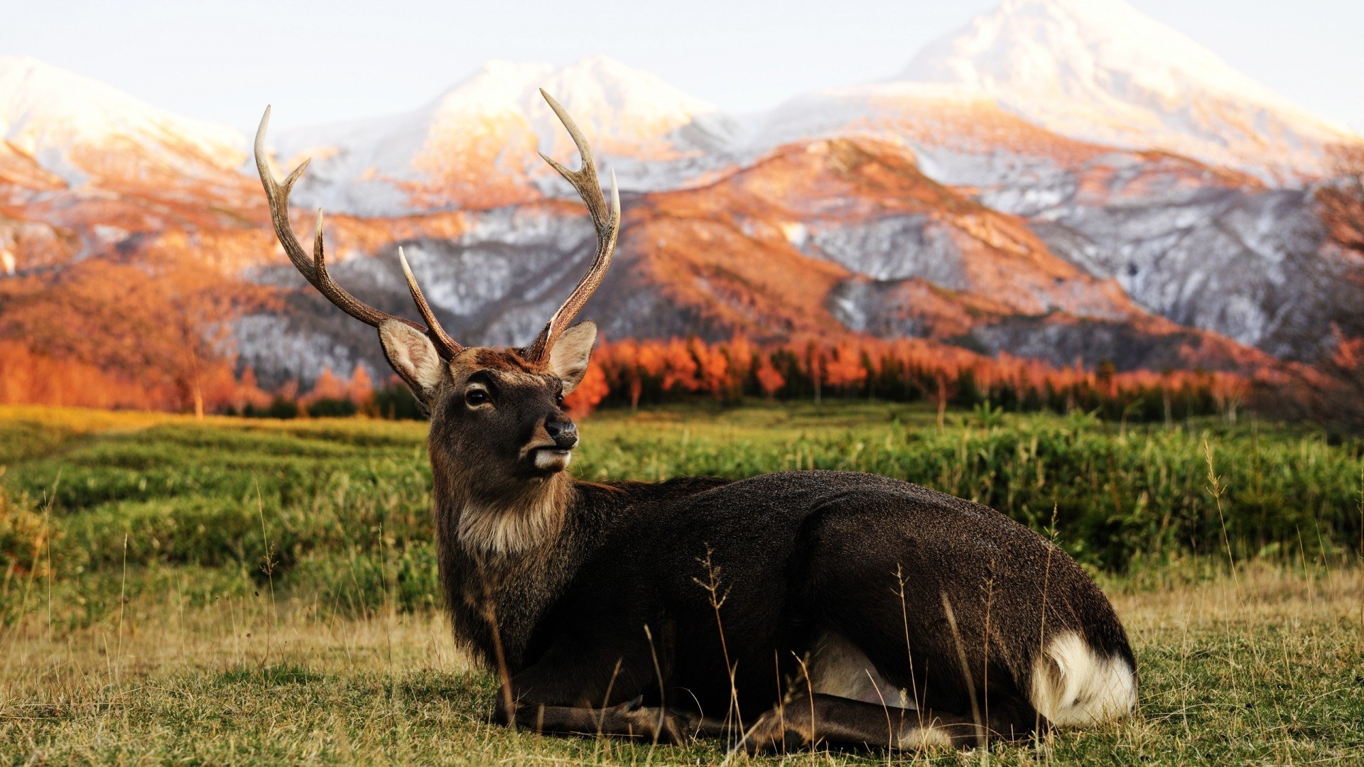 deer in mountain landscape