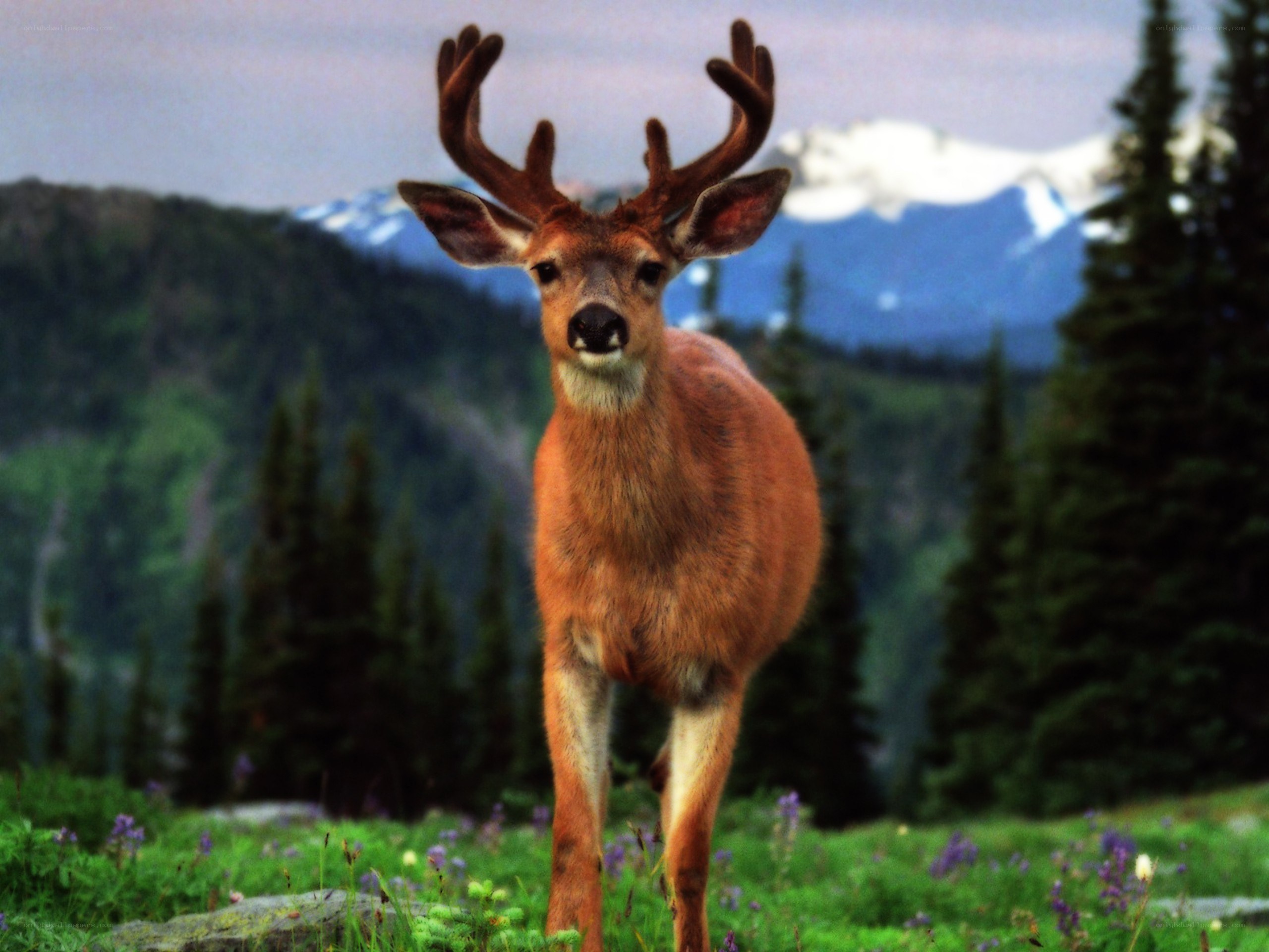 Deer in mountain meadow
