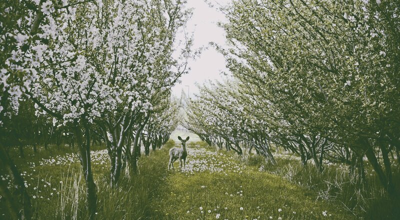 Deer in Orchard — Green