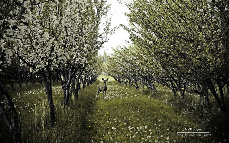 Deer in Orchard