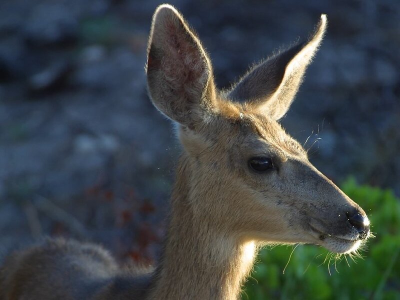 Deer in Profile