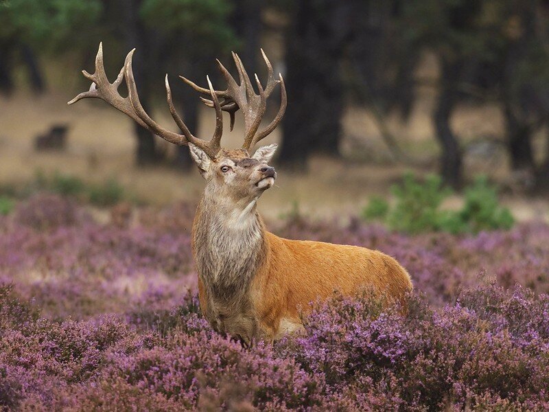 Deer in purple heather