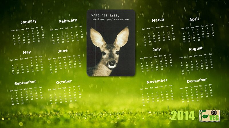 Deer in Rain