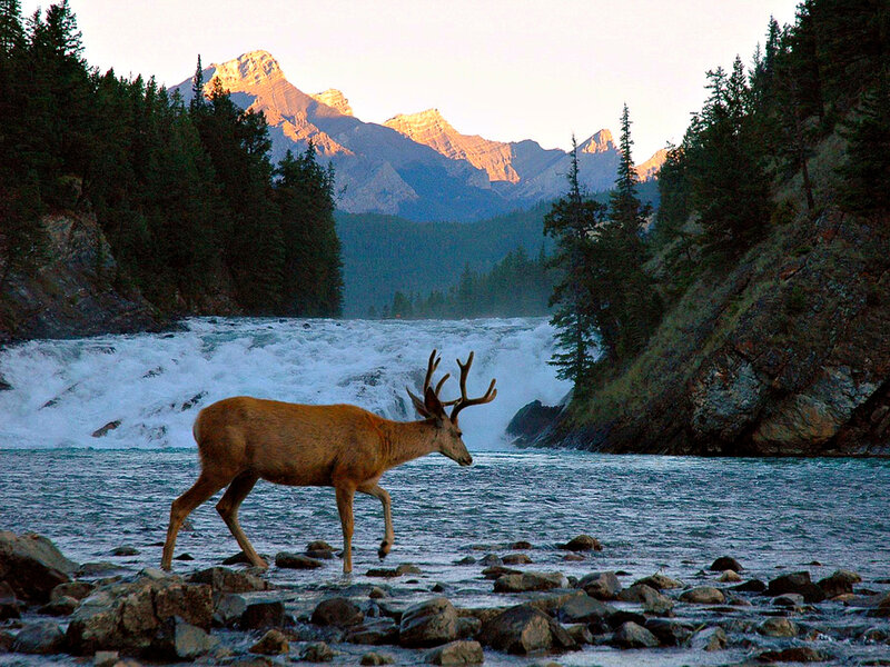 Deer in River