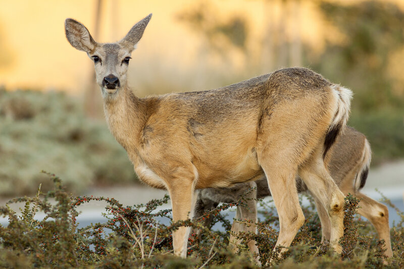 Deer in Shrubbery