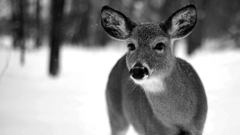 Deer in Snow — Black, Calm