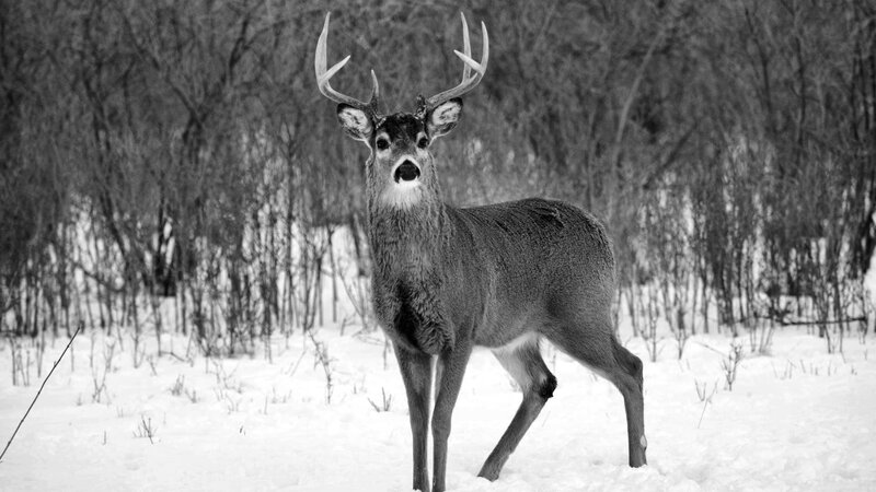 Deer in Snow — Black
