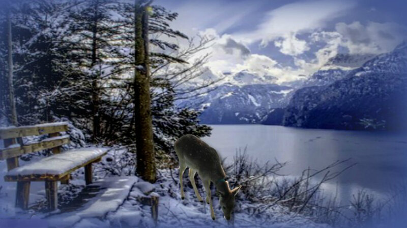 Deer in Snow — Blue, Serene, Winter, Photograph