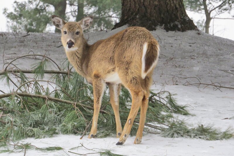 Deer in Snow — Brown, Calm