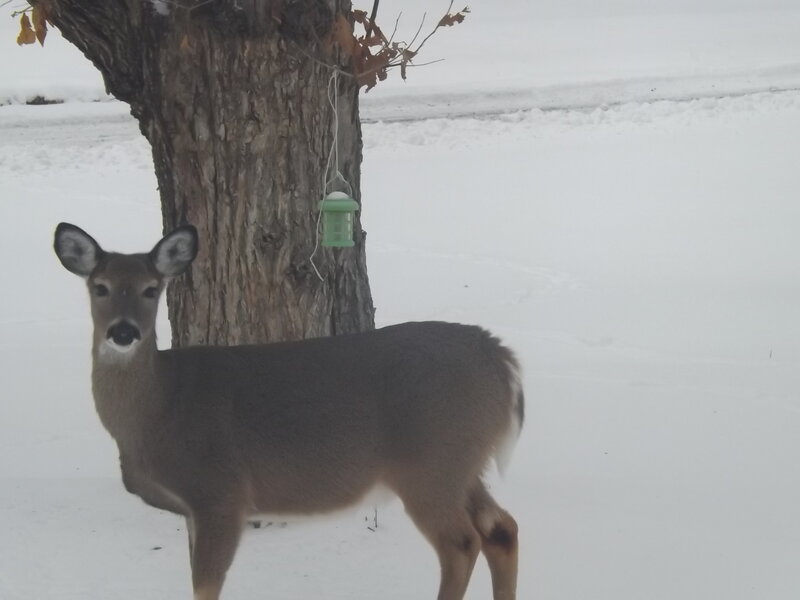 Deer in Snow — Brown, Calm, Winter, Photograph