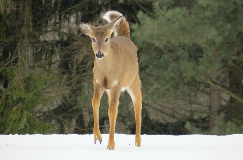 Deer in Snow — Brown, Calm, Winter