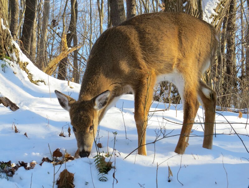 Deer in Snow — Brown, Serene