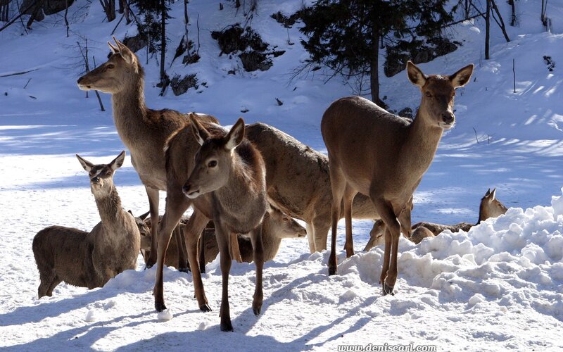 Deer in Snow — White, Calm