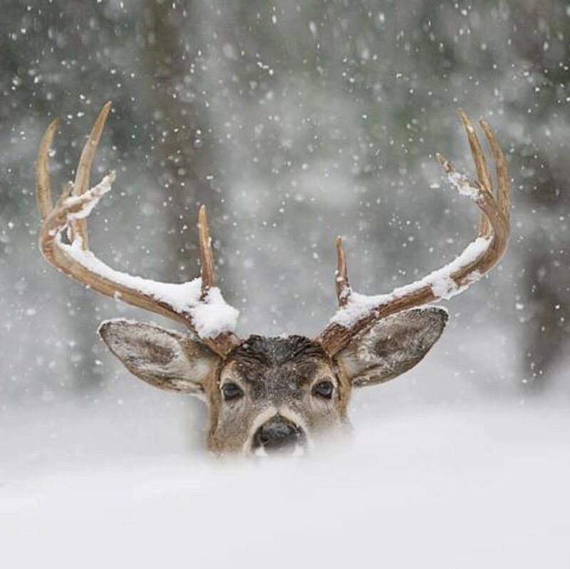 Deer in Snow — White, Cold