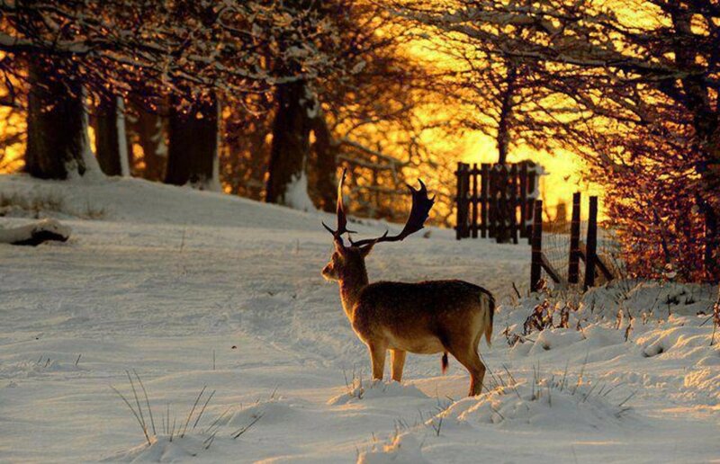 Deer in Snow — White, Serene