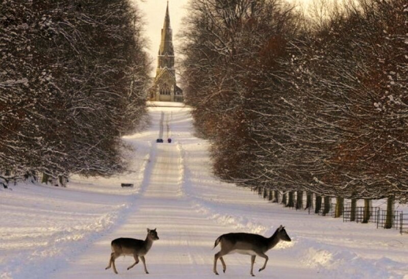 Deer in Snow — White, Serene, Winter