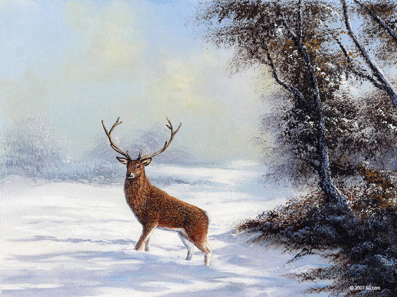 Deer in Snow — White