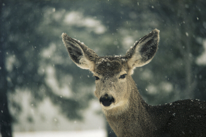 Deer in snowstorm