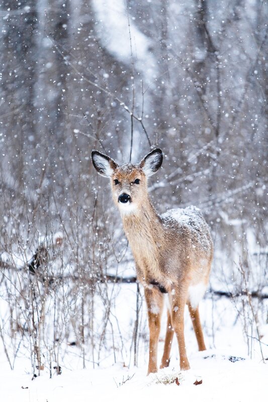 Deer in Snowstorm — White, Calm