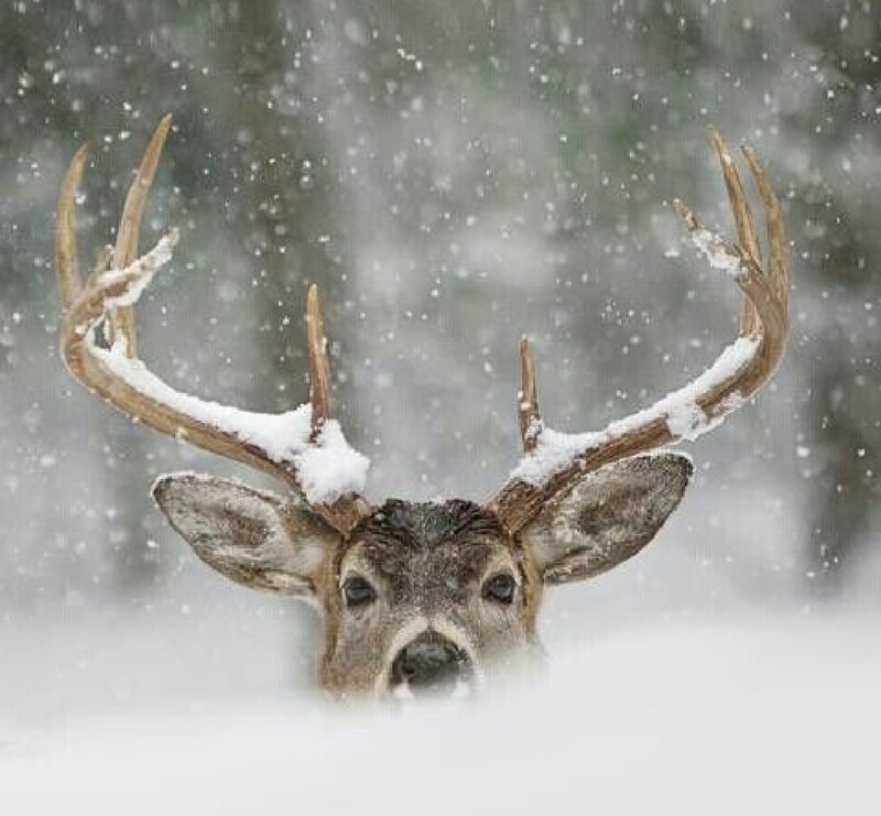 Deer in Snowstorm — White, Cold