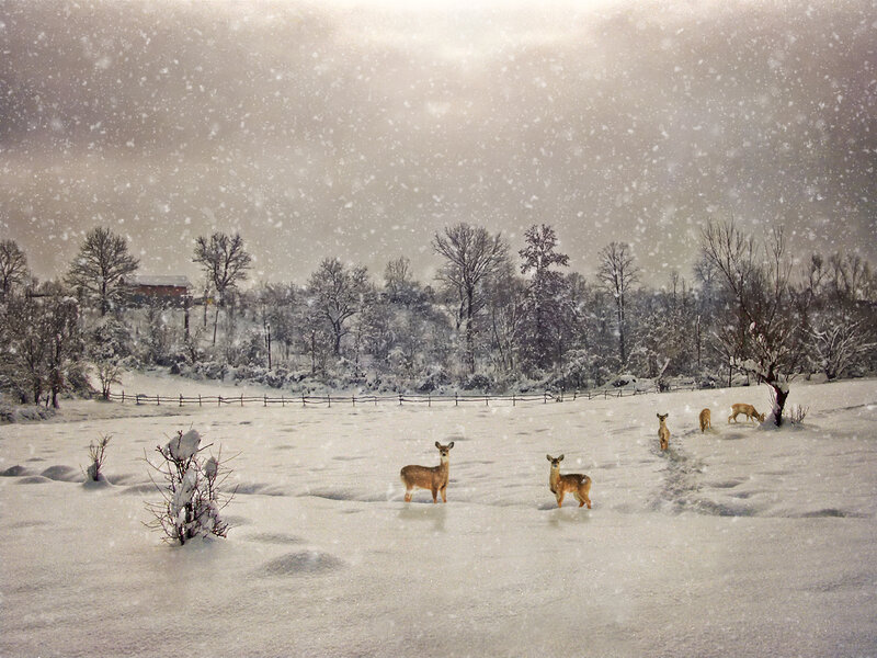 Deer in Snowstorm — White, Cold, Winter