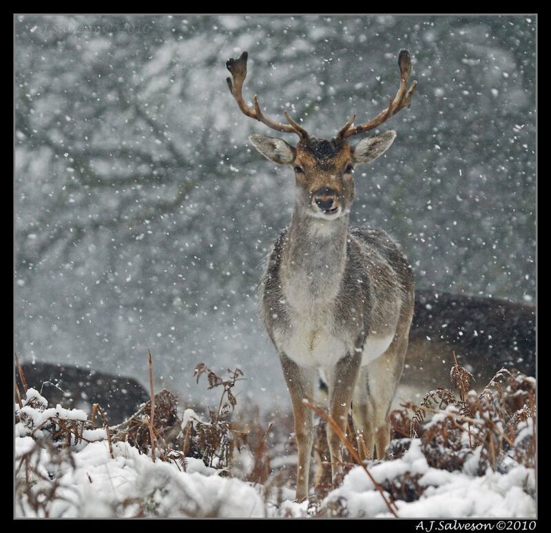 Deer in Snowstorm — White