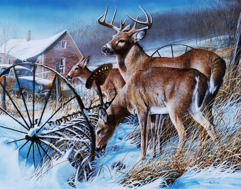 Deer in Snowy Field — Brown, Serene, Winter