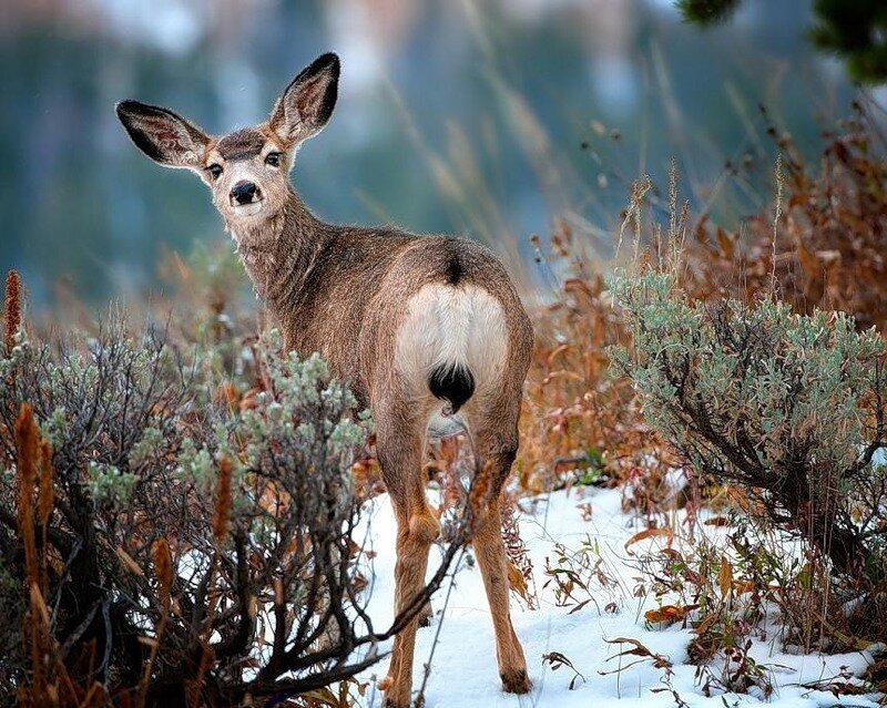 Deer in Snowy Field — Brown