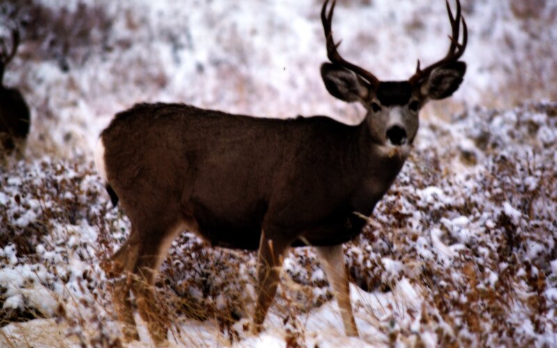 Deer in snowy field