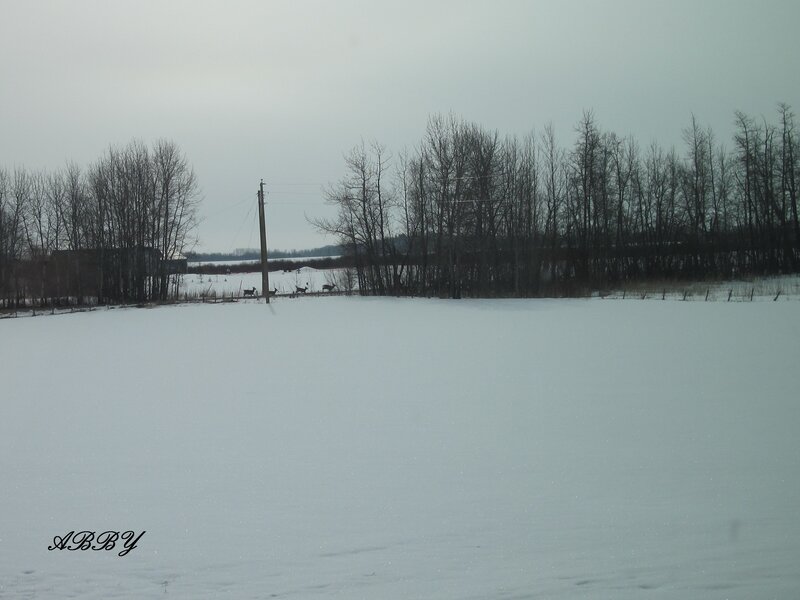 Deer in Snowy Field — White, Cold