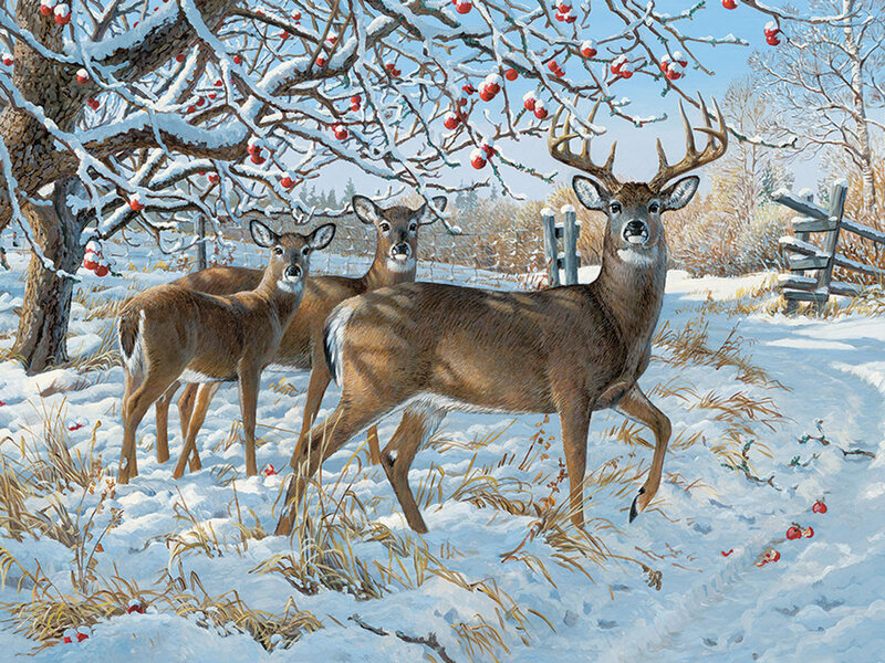 Deer in Snowy Field — White, Serene, Winter