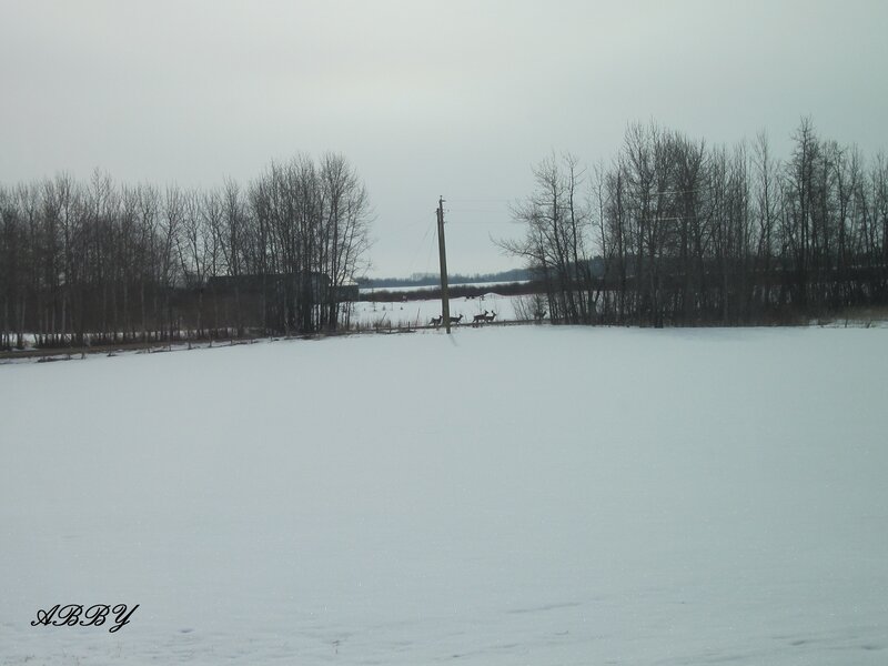 Deer in Snowy Field — White