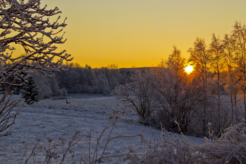 Deer in Snowy Field — Yellow