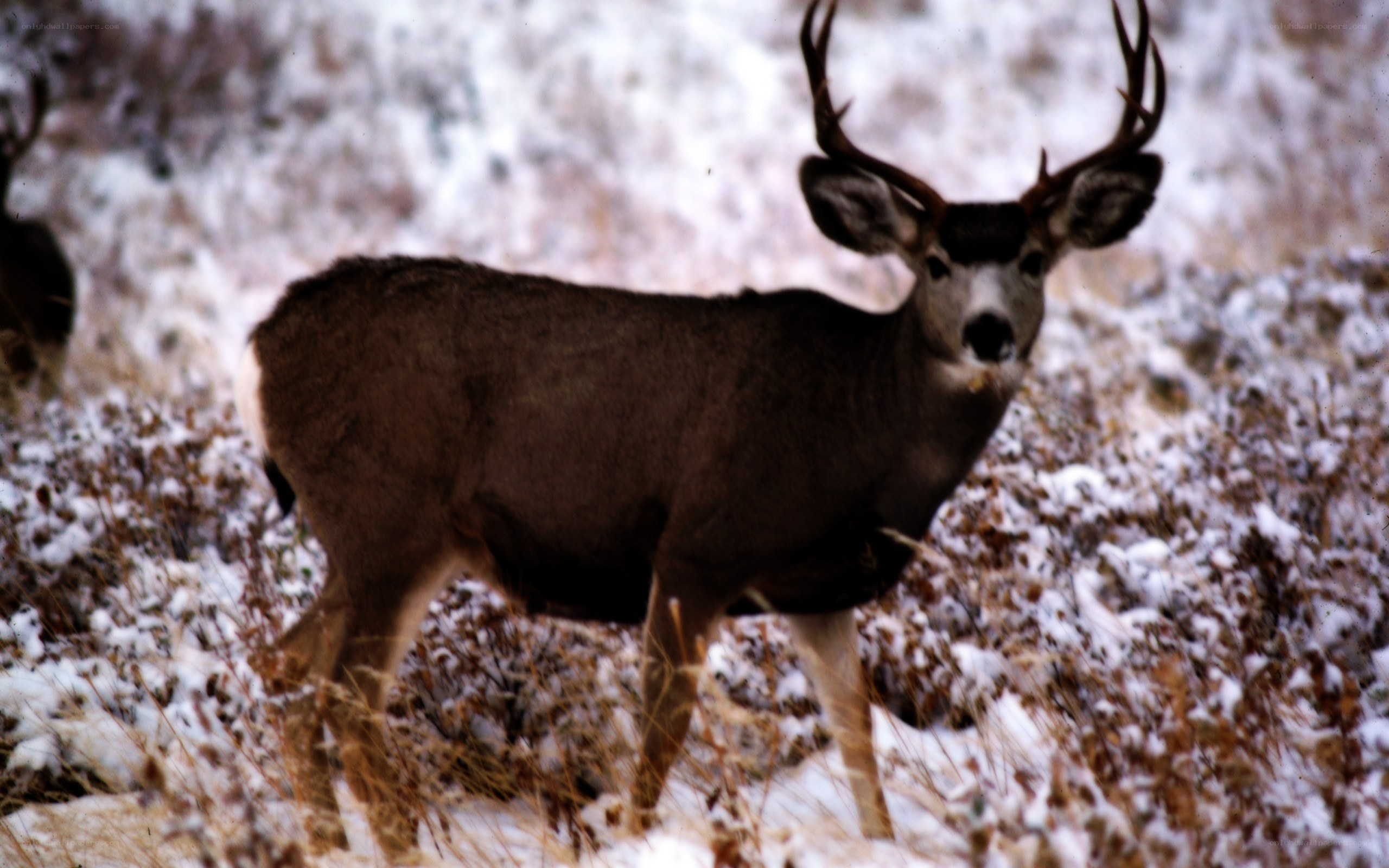 Deer in snowy field