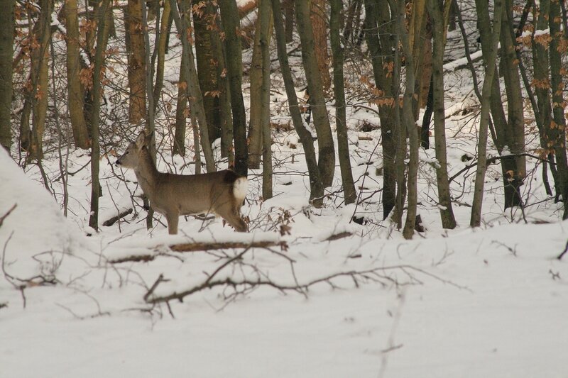 Deer in snowy forest