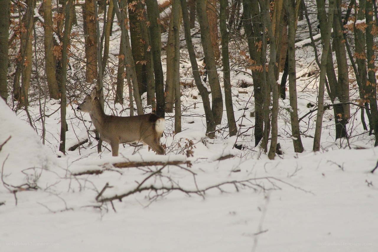 Deer in snowy forest