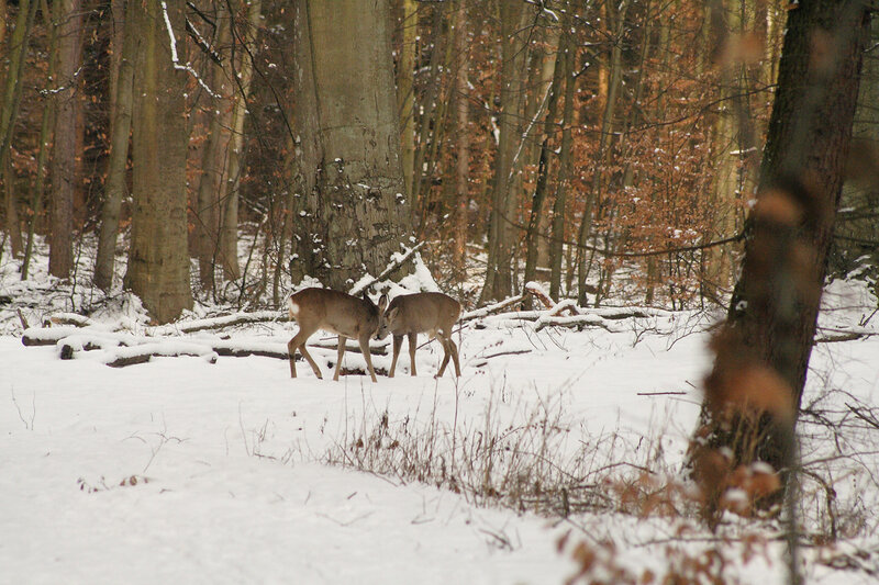 Deer in snowy forest