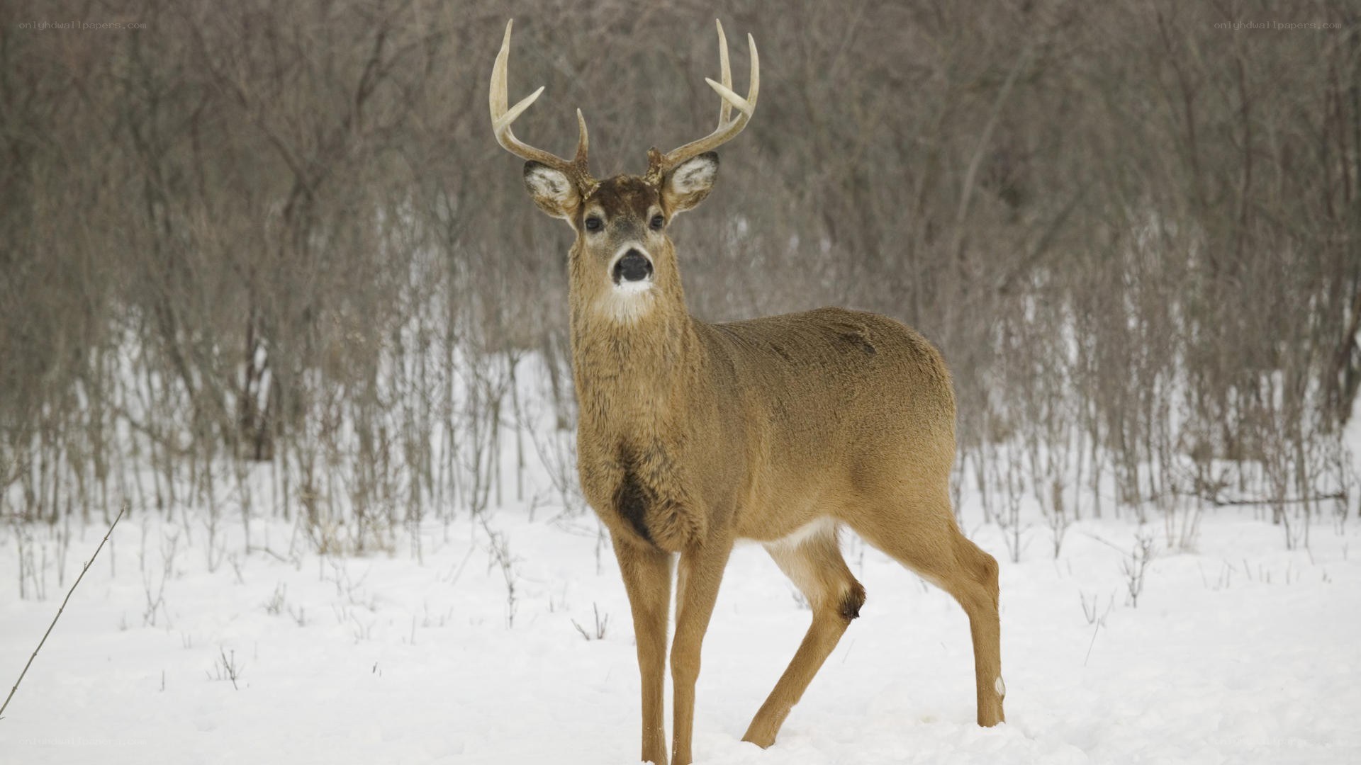 Deer in snowy forest